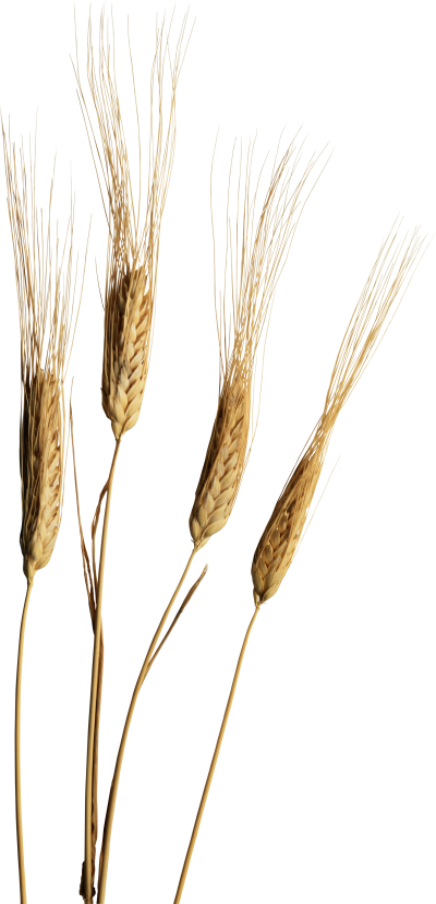 Wheat Png, Download Png Image With Transparent Background, - Wheat (400x828), Png Download
