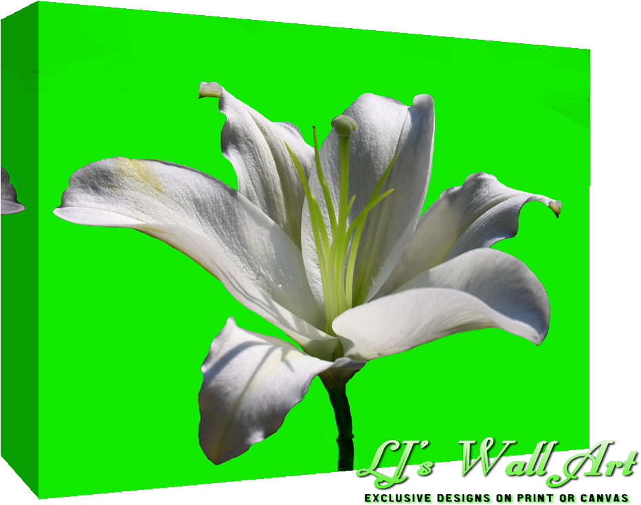 Limelilysmall - White Lily Flower (992x744), Png Download