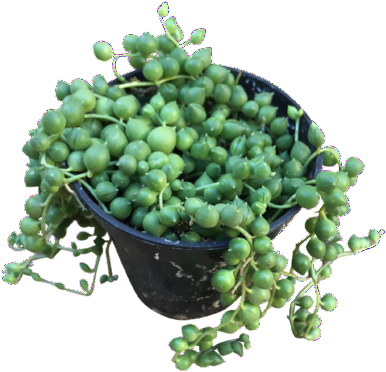 String Of Pearls - String-of-pearls (400x533), Png Download