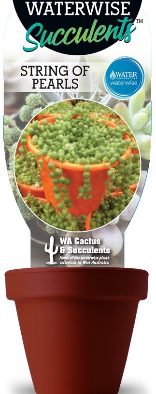 String Of Pearls - Cactus (323x812), Png Download
