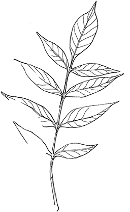 Pin By Sara Louise On Ink - Aesthetic Black And White Drawings Plants (383x542), Png Download