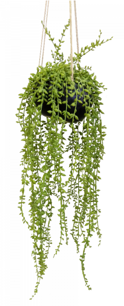 S2757grn String Of Beads In Ceramic Hanging Pot Senecio - Art (800x600), Png Download