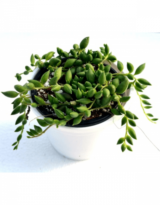 String Of Beads Succulent Plant - Succulent Plant (540x693), Png Download