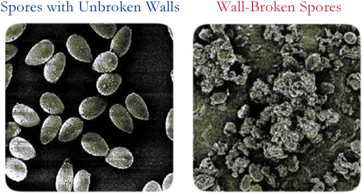 Figures Below Compare The Structure Of Natural Ganoderma - Igneous Rock (550x300), Png Download