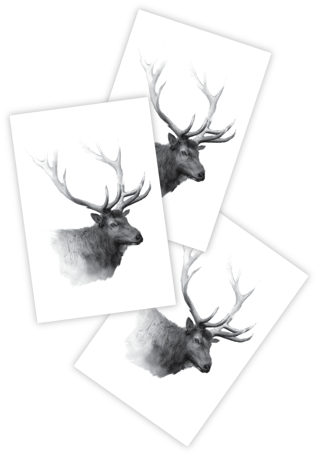 Elk - Sketch (811x1081), Png Download