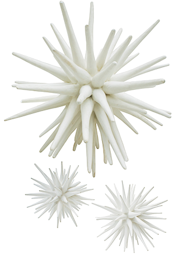 Small White Sea Urchin (421x560), Png Download