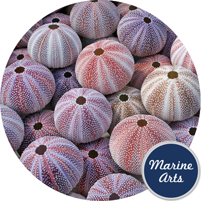 Sea - Sea Urchin (395x394), Png Download