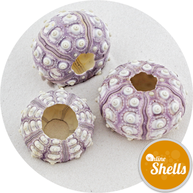 Sea Urchin Sputnik - Sea Urchin (395x395), Png Download