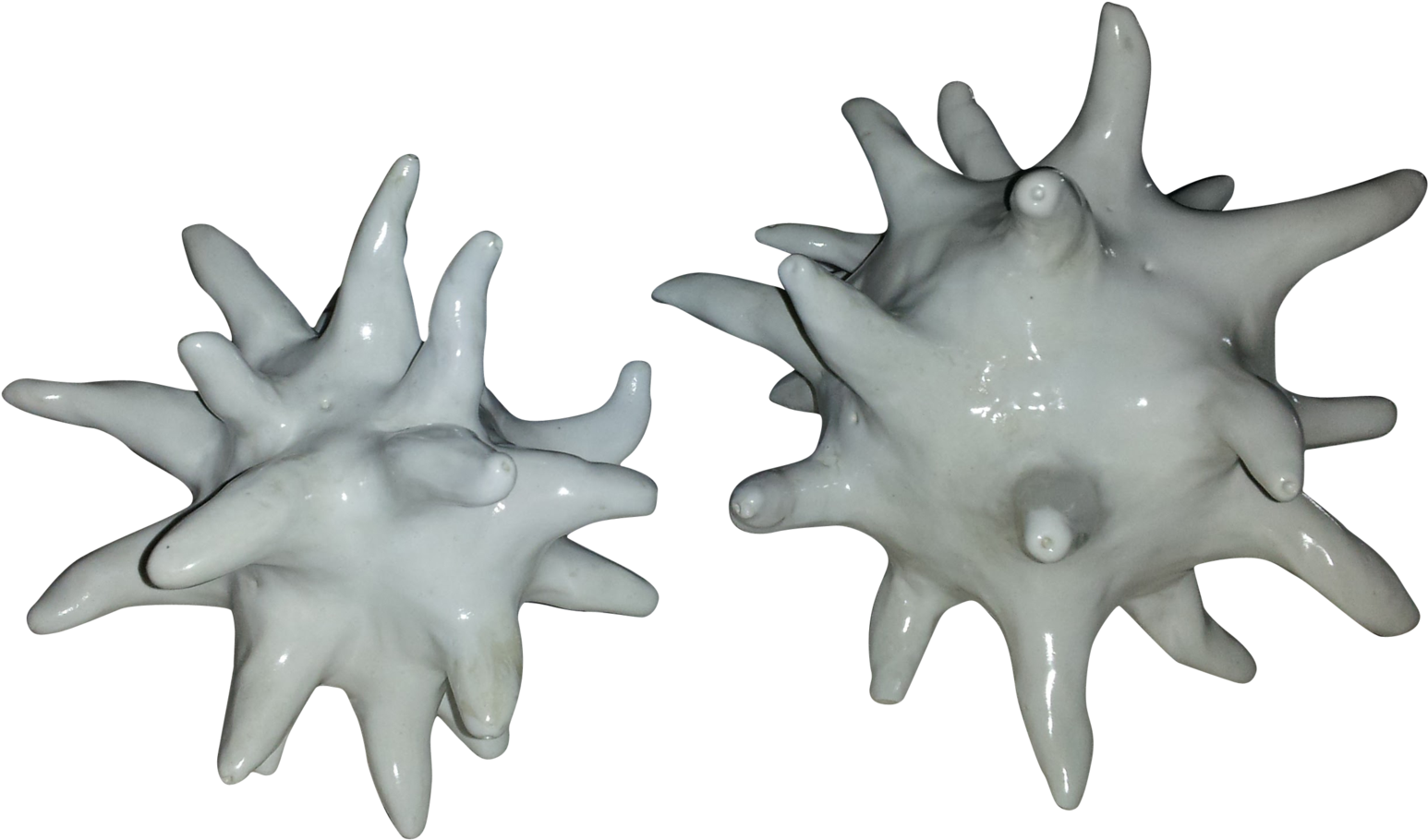 Sea Urchin Siblings - Sea Urchin (2048x1536), Png Download