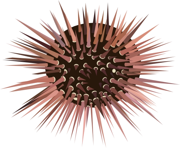 Sea Urchin Clip Art At Clker Com Vector Clip Art Online - Sea Urchin No Background (600x495), Png Download