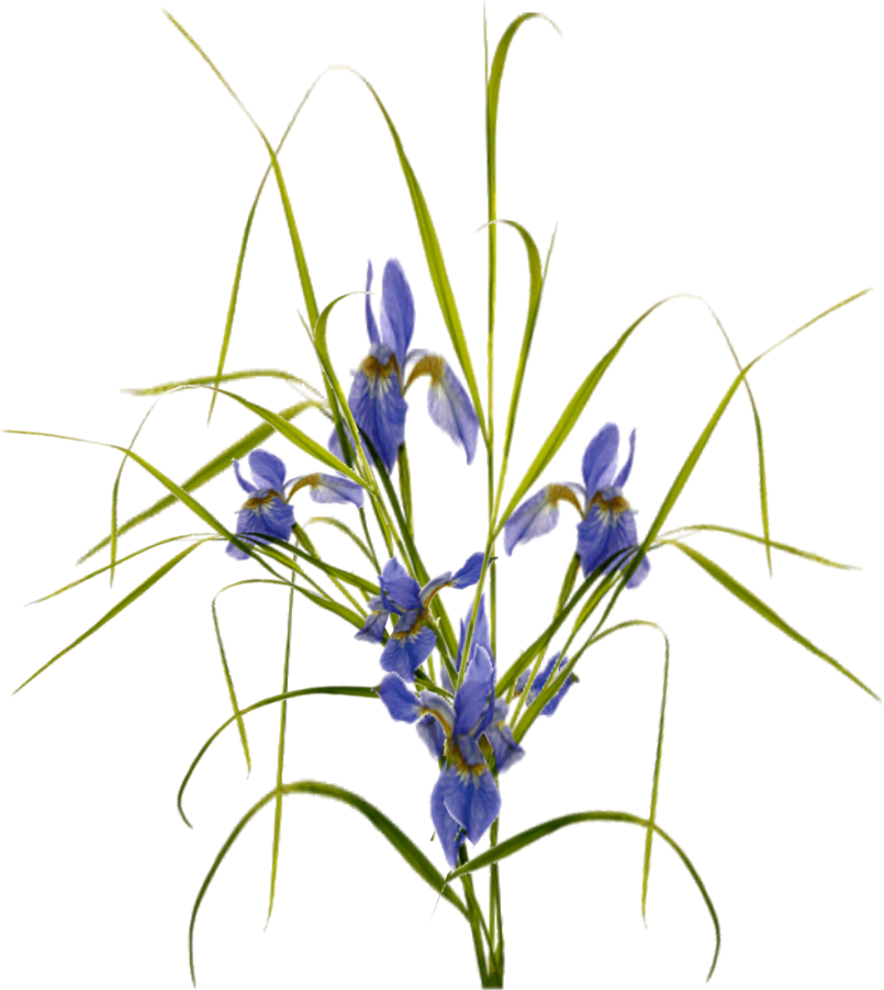 Jacey-iris Plant Texture - Flower (841x943), Png Download