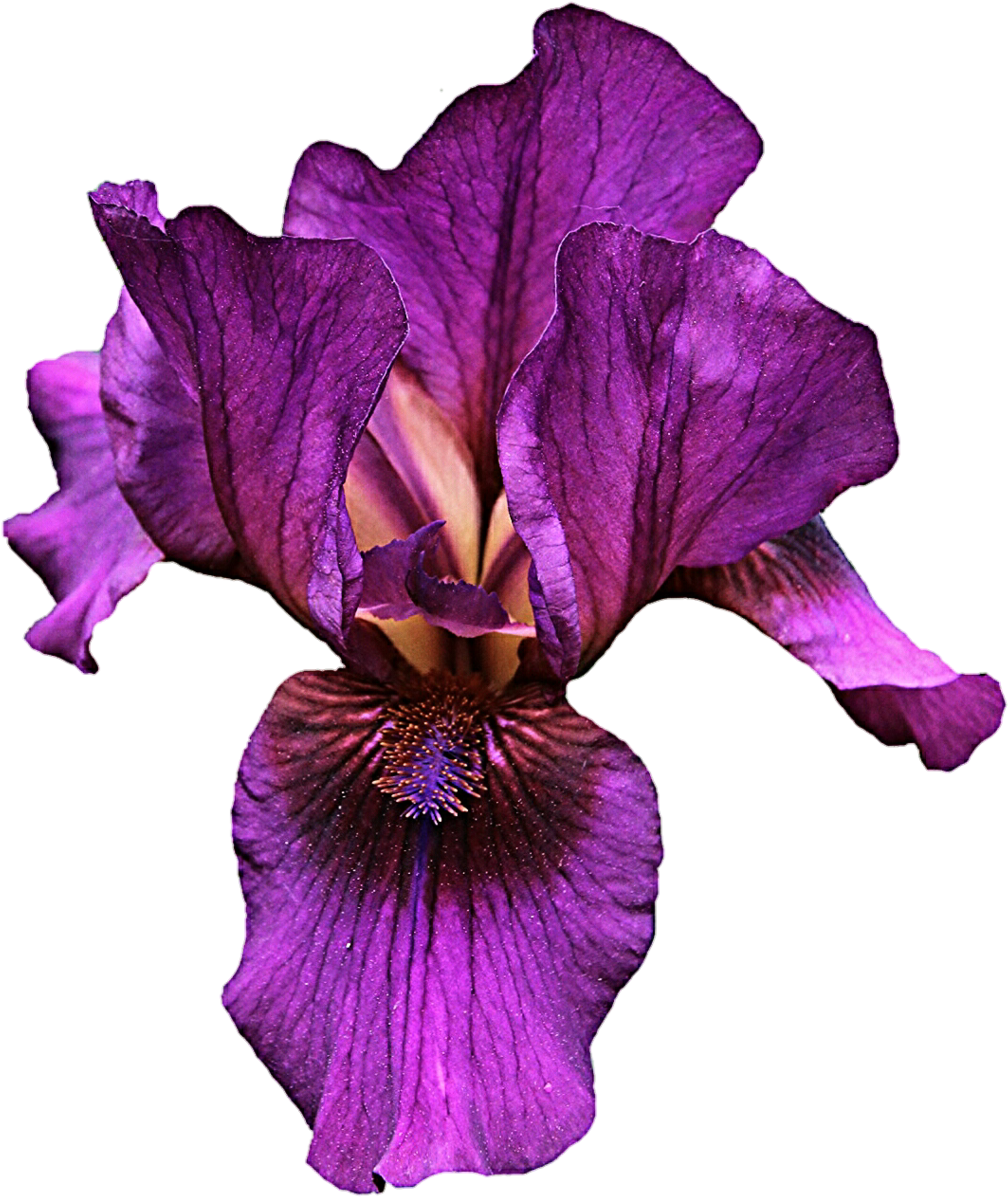 Iris Flower Clipart At Getdrawings - Purple Iris Clip Art (1024x1208), Png Download