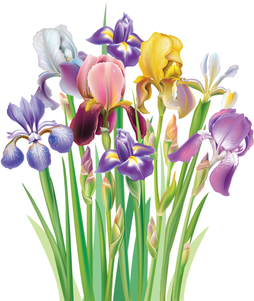 Bouquet Of Iris Flowers [преобразованный] - Irises Clipart (420x500), Png Download
