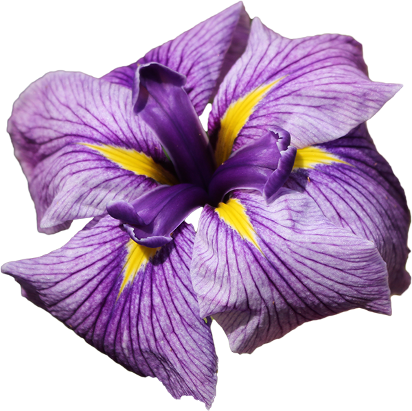 Iris Sponsor $440/month - Transparent Iris Flower Png (600x599), Png Download