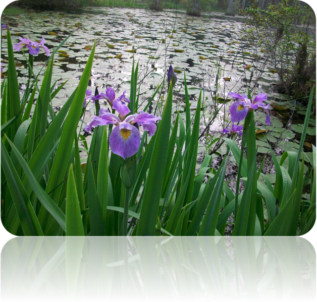 Scientific Name- Iris Virginica - Iris Virginica Flower Parts (628x599), Png Download