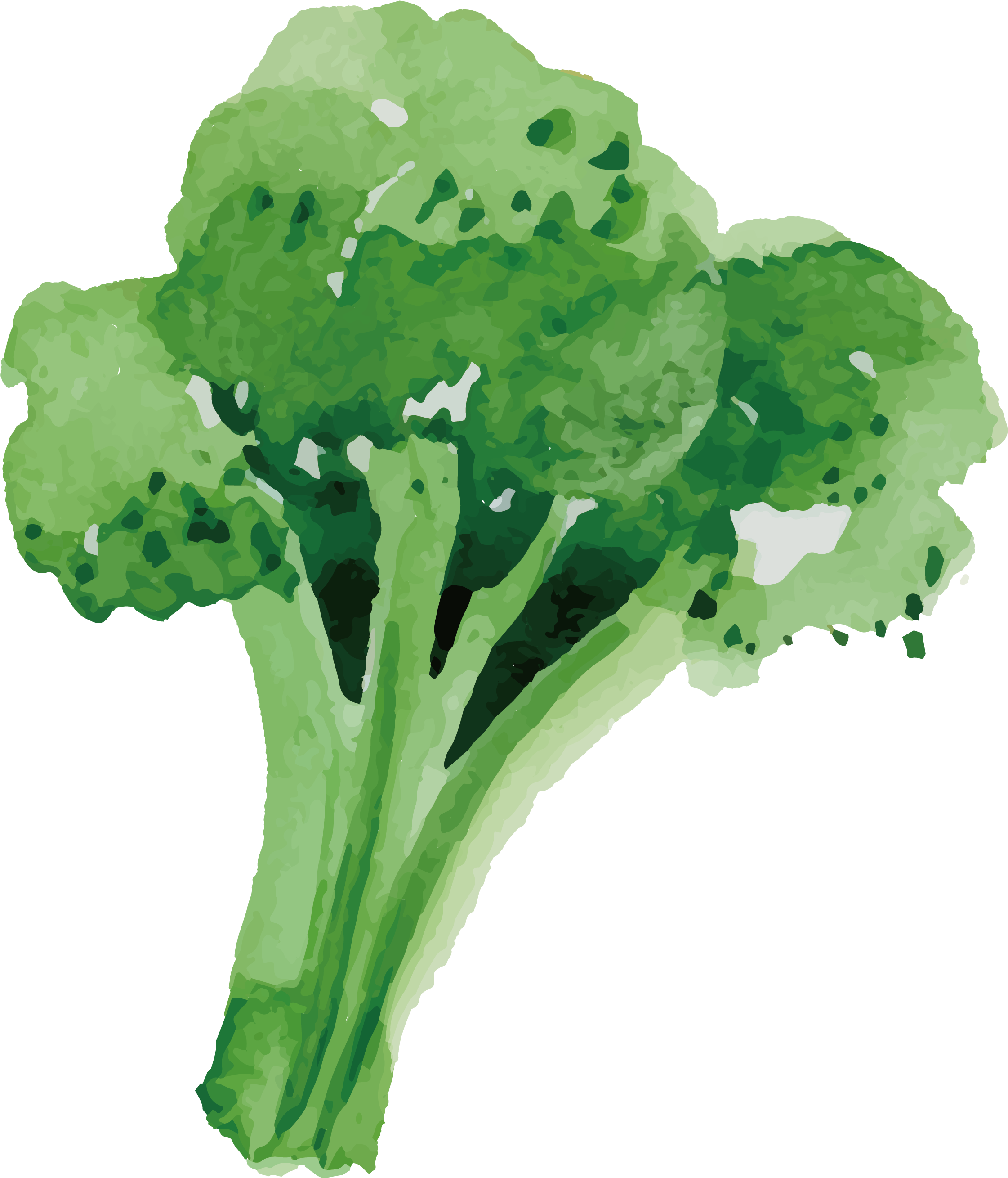 Jpg Freeuse Stock Broccoli Vector Healthy Food - Hand Drawn Broccoli Transparent (2917x2917), Png Download