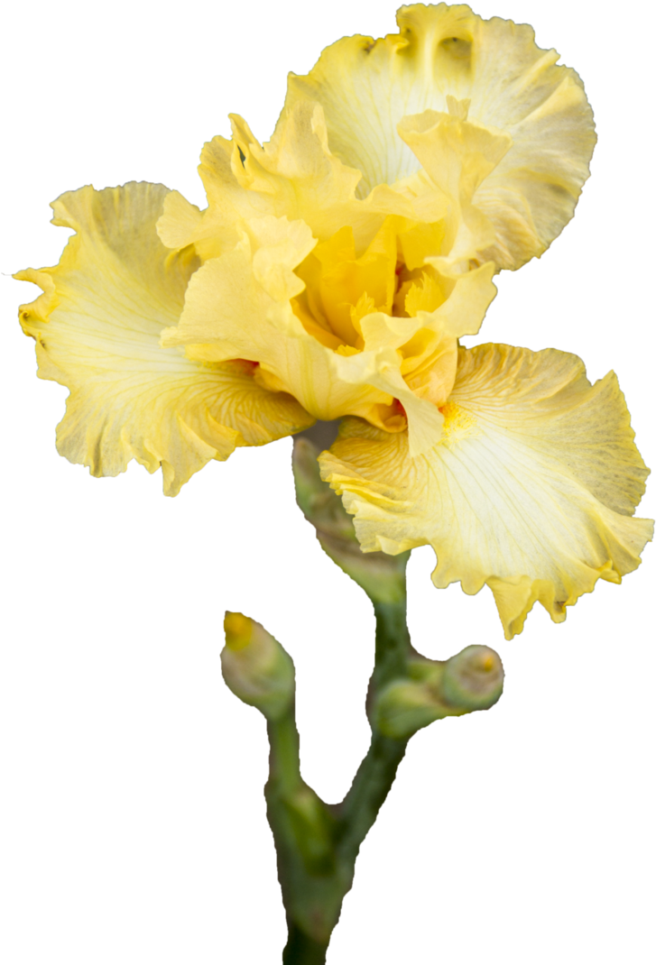 Iris Flower Png - Yellow Iris (748x1069), Png Download