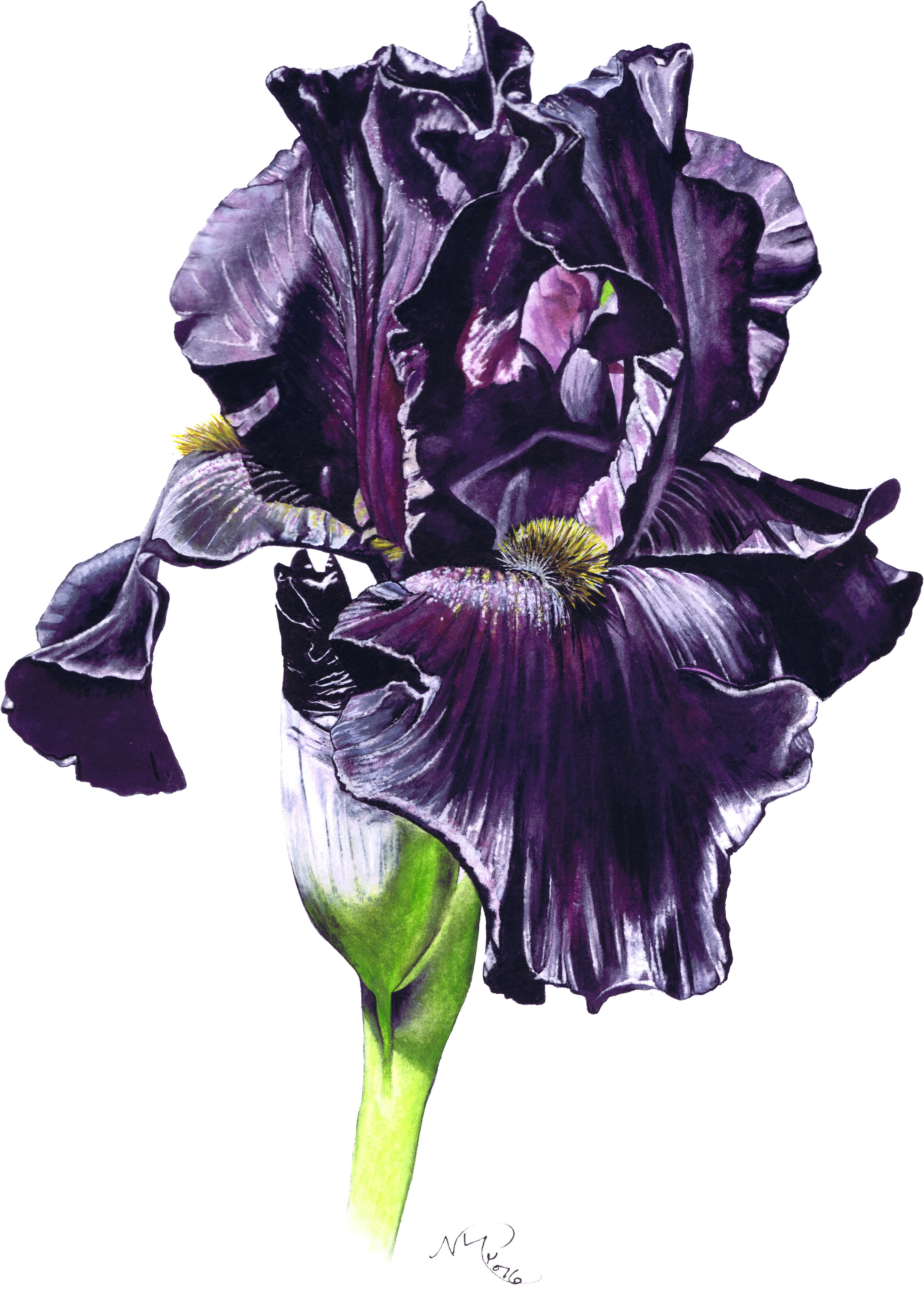 Orris Root (3543x4724), Png Download