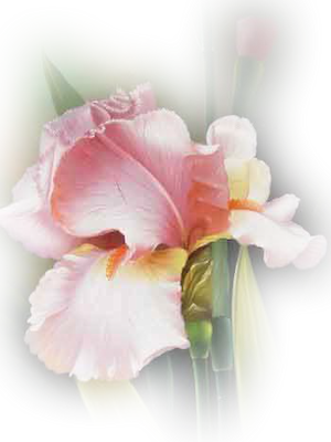 Iris-pink - Florida (300x400), Png Download