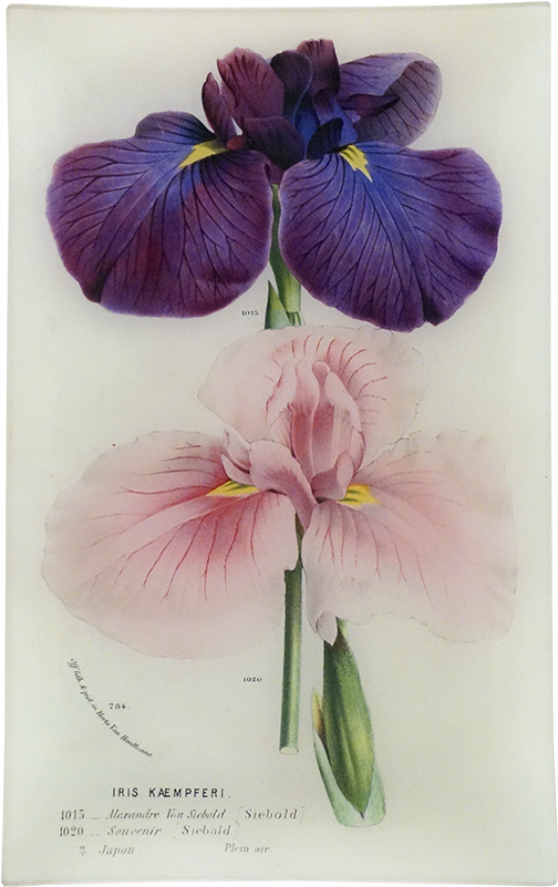 Iris Kaempferi Souvenir - Botanical Illustration (500x500), Png Download