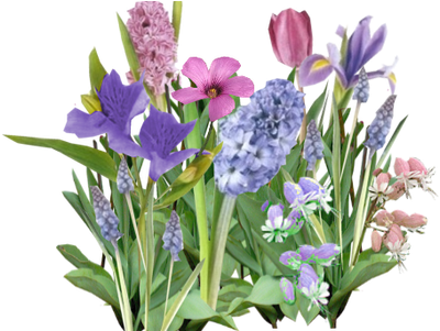 Beautiful Flowers Various Pictures Of The Most - Flower (450x300), Png Download