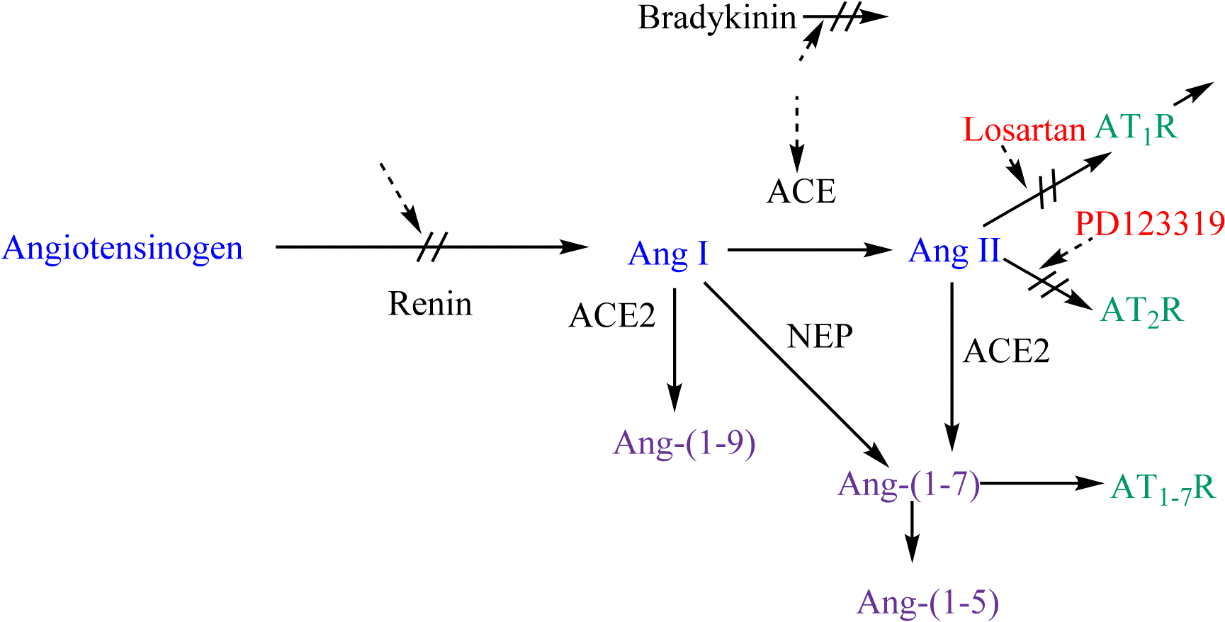 Renin-anigotensin System And Potential Steps Of Blockage - Diagram (1746x900), Png Download