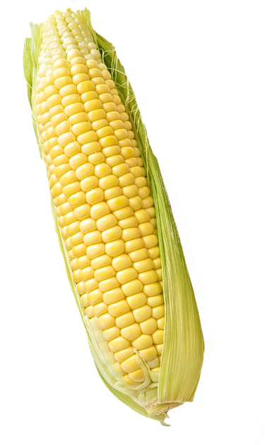 Corn, Maize, Isolated, White, Background, Food - Corn White Background Free (960x639), Png Download
