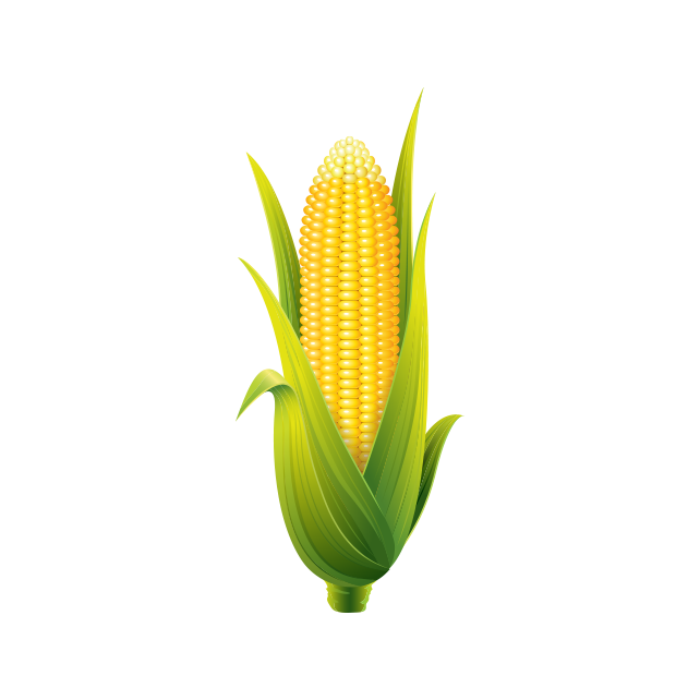 Corn@2x - Corn On The Cob (642x642), Png Download