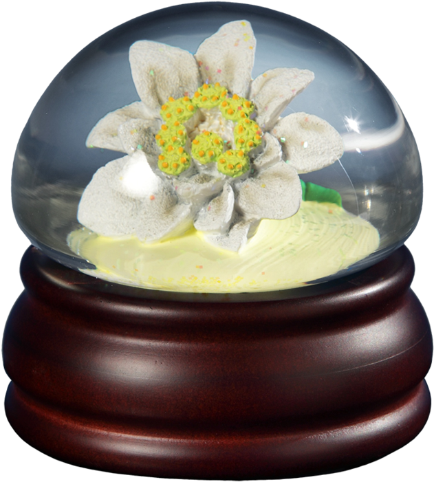 Edelweiss Flower Mushroom Wg - Snow Globe (900x900), Png Download