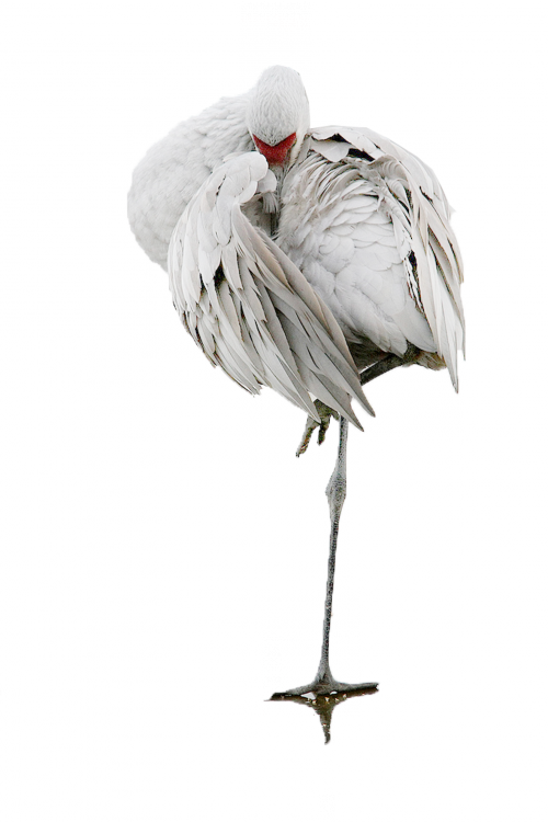 Photoshopped Animals, Render People, Cut Out People, - Tubes Png Oiseaux Hiver (500x750), Png Download