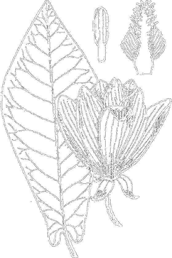 Magnolia Fraseri - Sketch (560x843), Png Download