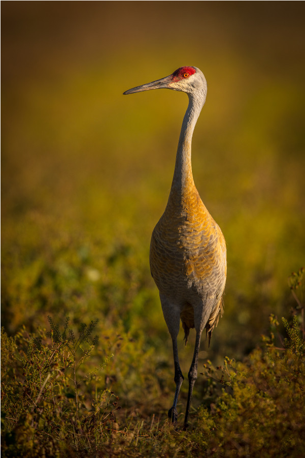 Sandhill Crane (1000x1000), Png Download