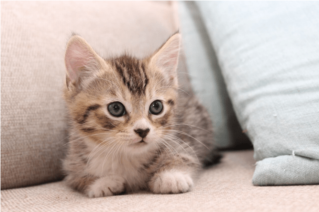 Photo Of Twix Nk2866 - Kitten (638x638), Png Download