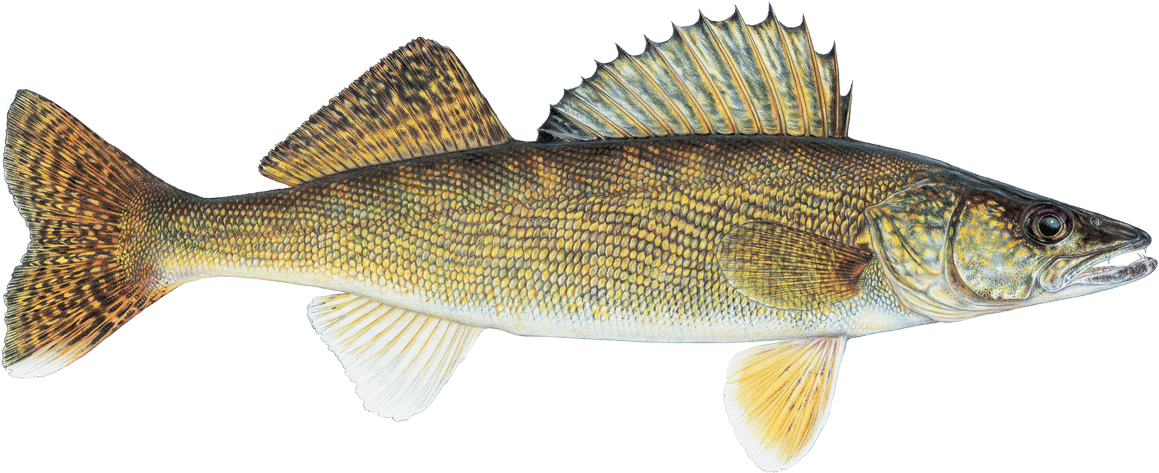 Summary - Minnesota Walleye (1200x600), Png Download