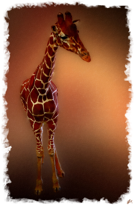 Click And Drag To Re-position The Image, If Desired - Giraffe (466x700), Png Download