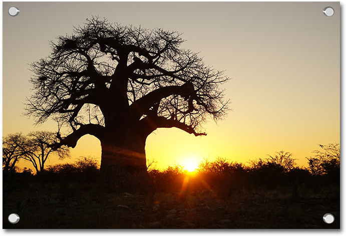 Baobab Trees - Silhouette (800x600), Png Download