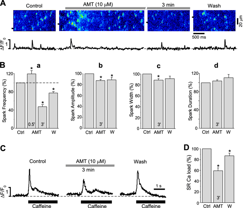 Effects Of Amt On Sr Ca Release And Load Studied In - Diagram (850x730), Png Download