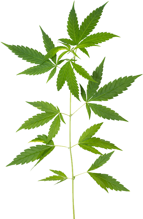 What Is Cbd - Cannabis (540x782), Png Download