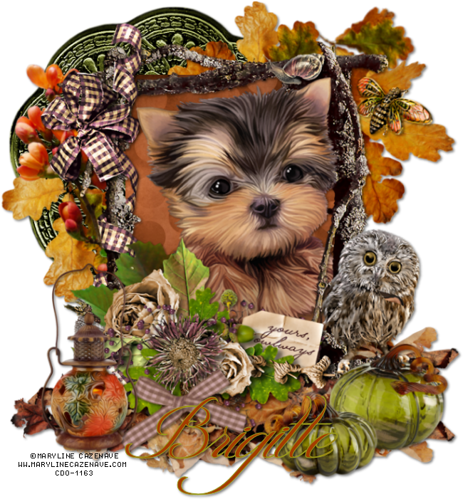 Photo Marylinecazenave Frame13-19 Bw Zpspiqd1qjo - Thanksgiving Yorkie (700x700), Png Download