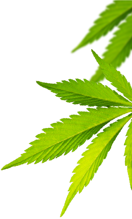 减缓癌症疼痛，提升生命质量 - Plantation (447x739), Png Download