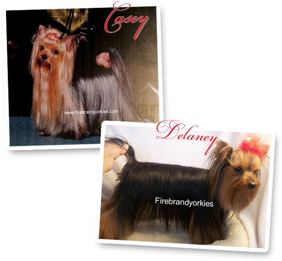 Pages - Yorkshire Terrier (580x550), Png Download