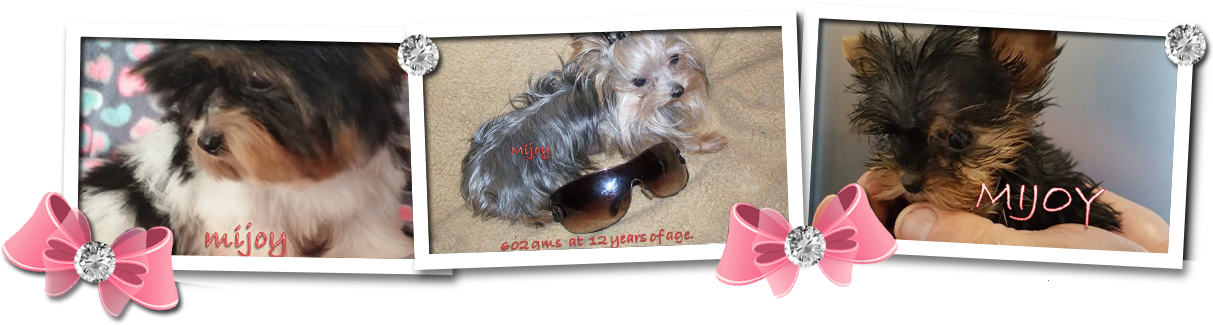 Toggle Navigation Mijoy Yorkies And Mijoy Biewers - Yorkshire Terrier (1350x332), Png Download