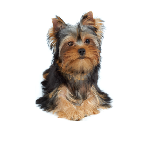 Vendo Hermosa Yorkshire-terrier - Yorkie Terrier Png (640x480), Png Download