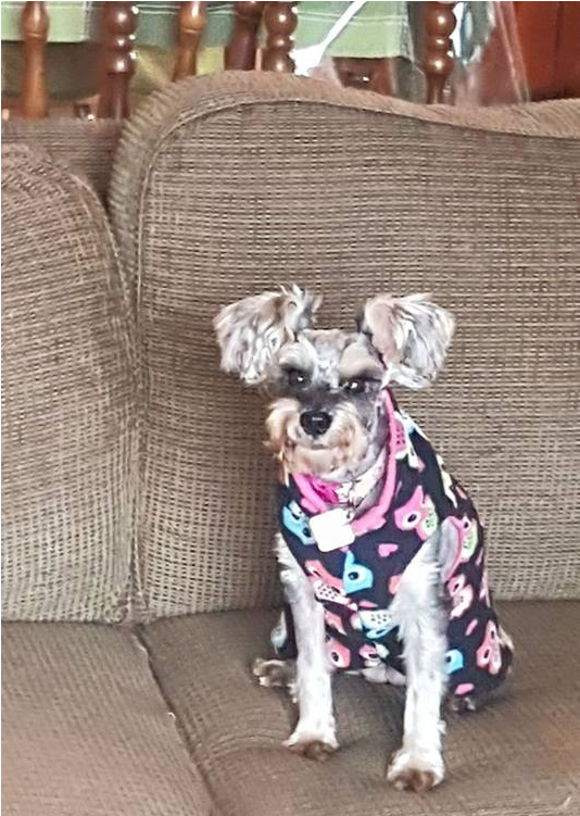 Chispita Is A Very Sweet And Loving Little Girl - Companion Dog (800x750), Png Download
