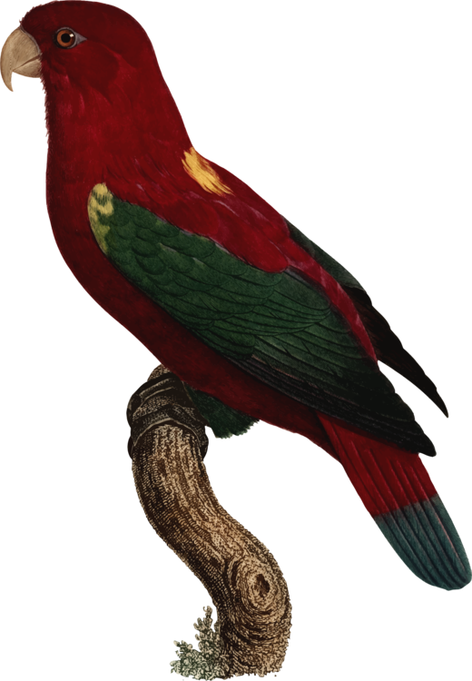 Budgerigar Loriini Chattering Lory Parrots Parakeet - Loriini (520x750), Png Download