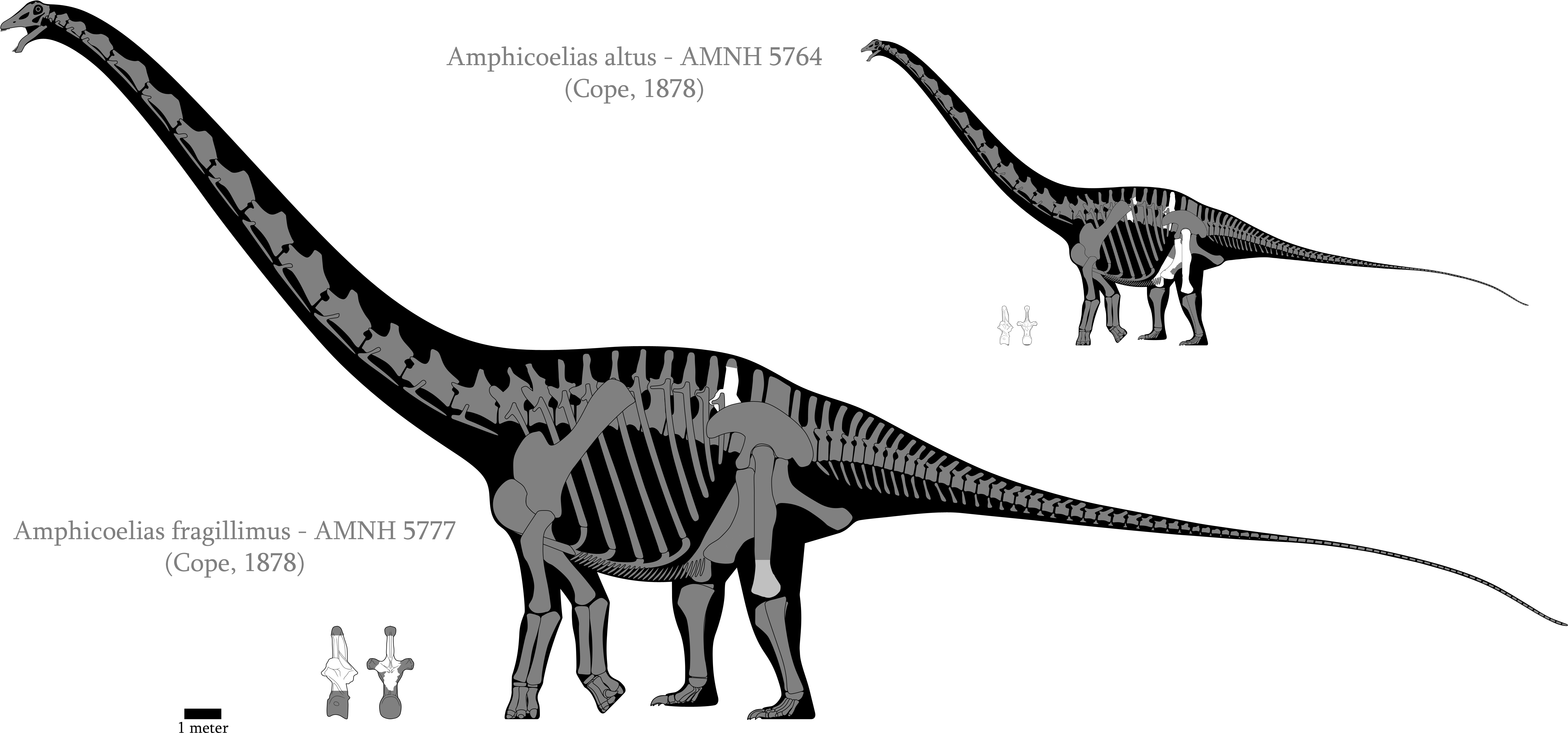 6190 X 3000 1 - Amphicoelias Fragillimus Skeleton (6190x3000), Png Download