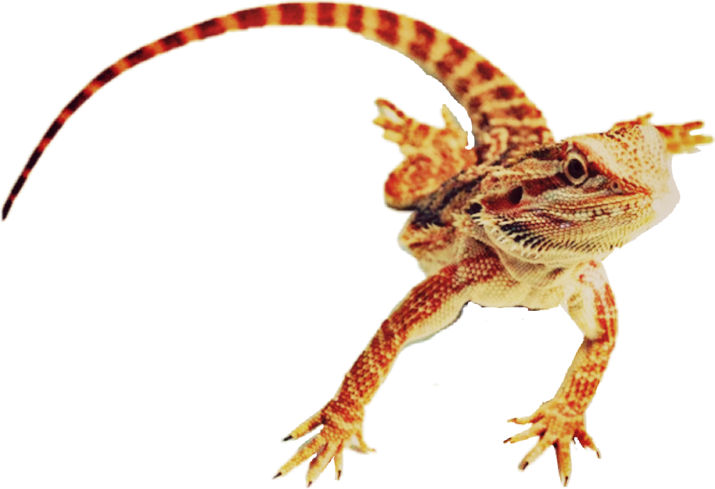 Beardeddragon Sticker - Desert Horned Lizard (1024x700), Png Download