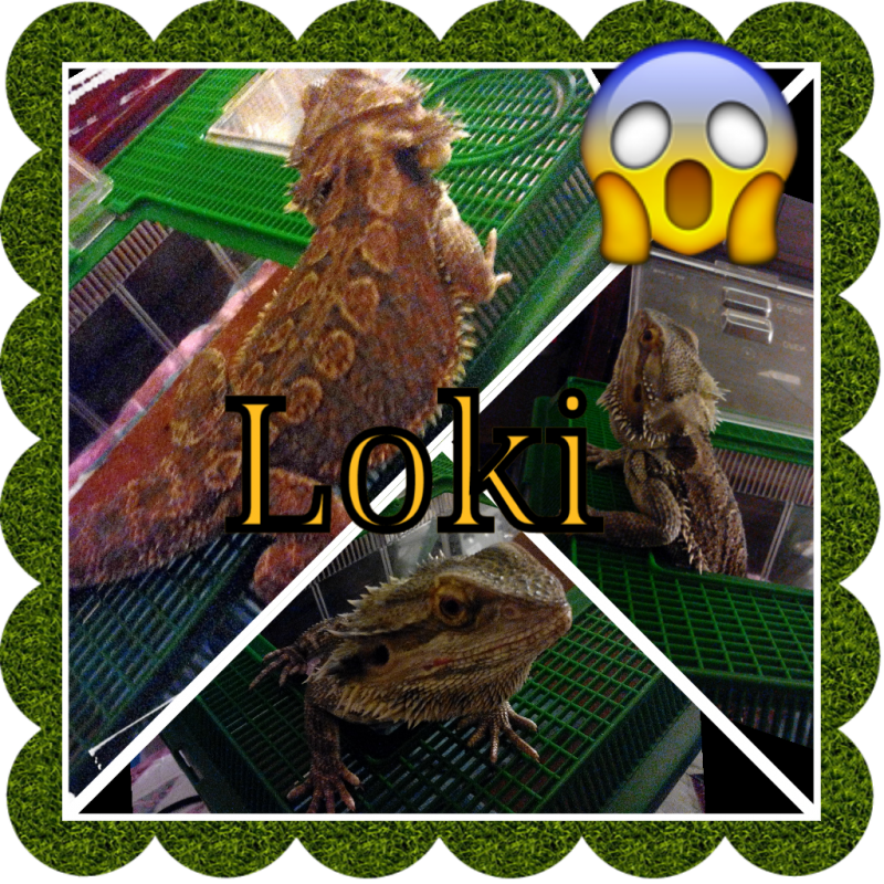 Court In Houston,tx Introducing Loki - Owl (800x800), Png Download