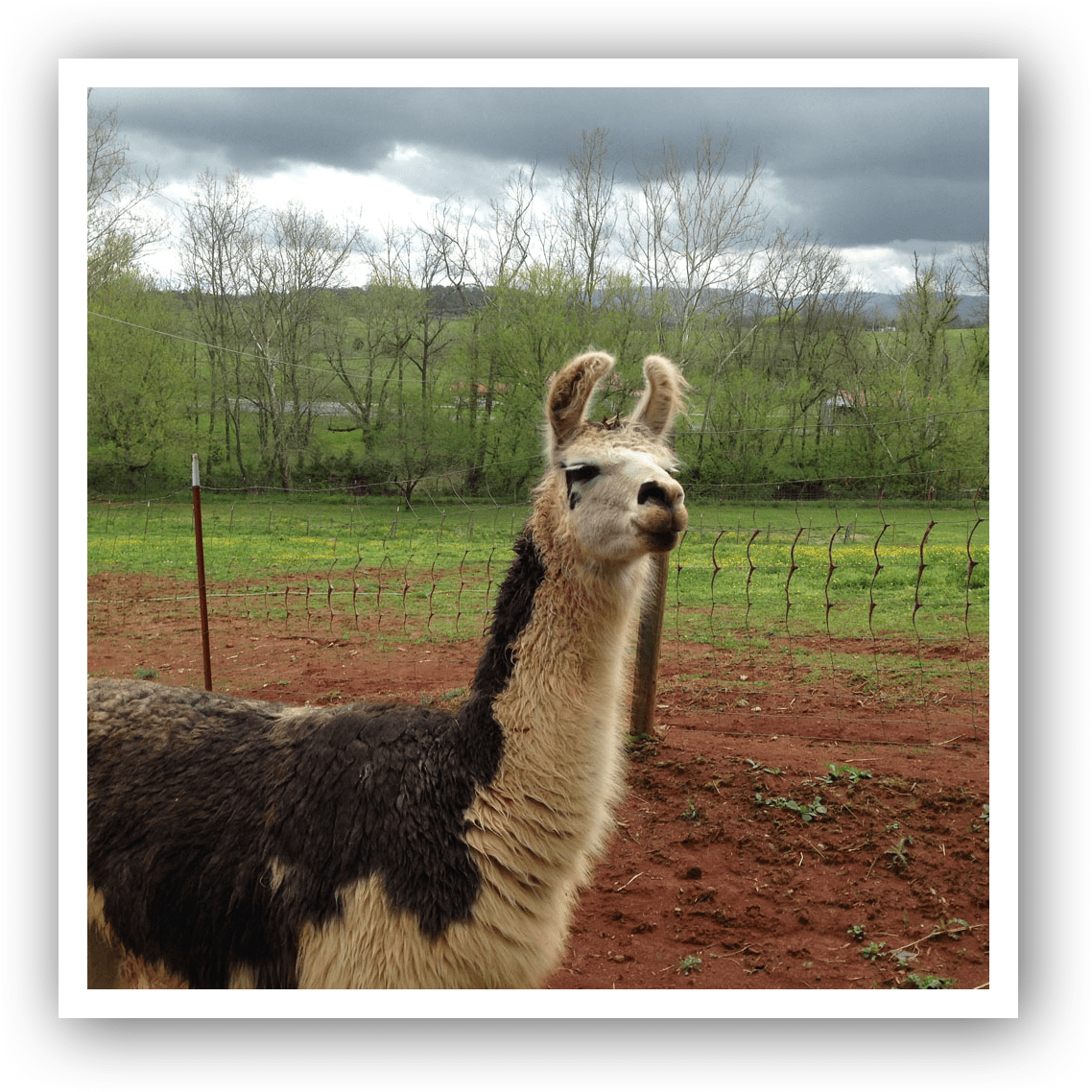 Nineteen Llamas Started Out Sporting A Full Year's - Llama (1138x1138), Png Download