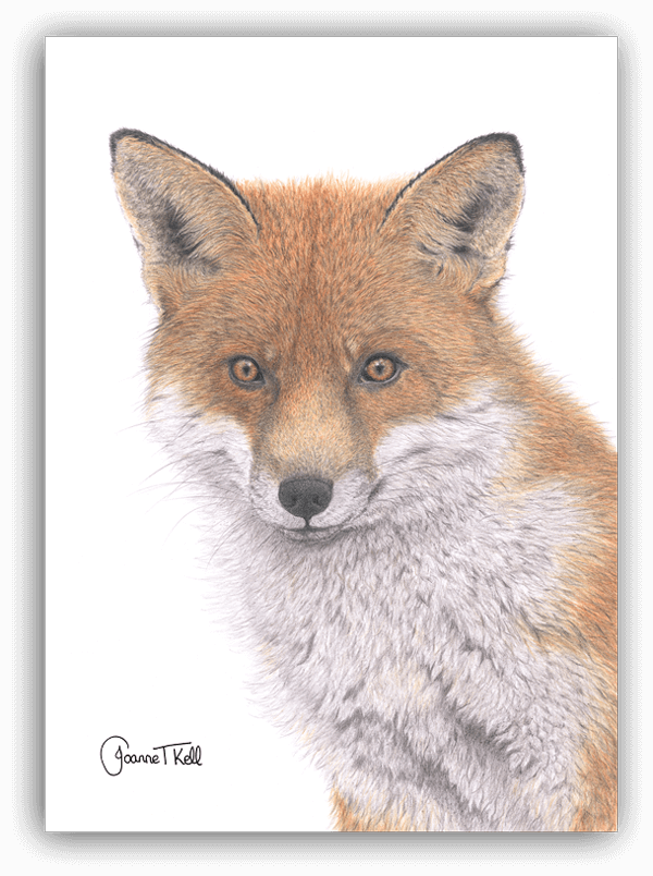 Red Fox Greeting Card - Joanne Kell Wildlife Artist (600x804), Png Download